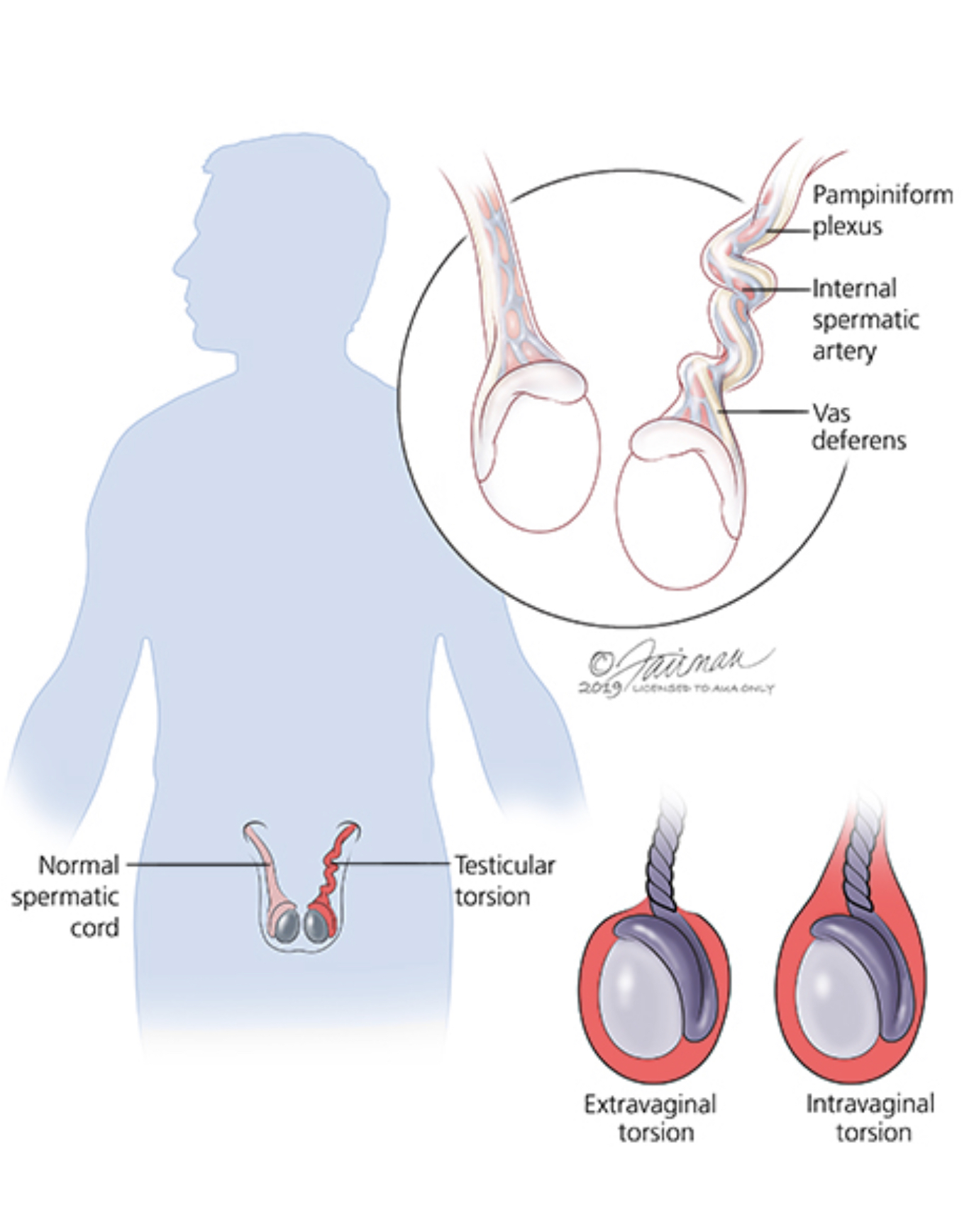 Sperm regeneration time guide