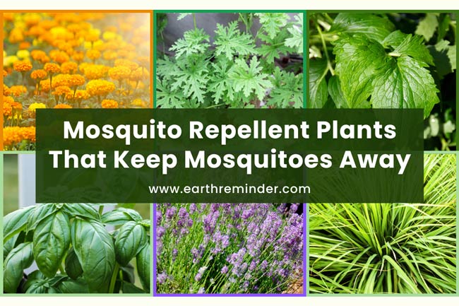 Essential Guide to How to Keep Mosquitoes Away This Summer 2025: Proven Strategies to Enjoy the Outdoors