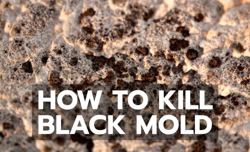 How to Effectively Kill Black Mold and Prevent Its Return in 2025