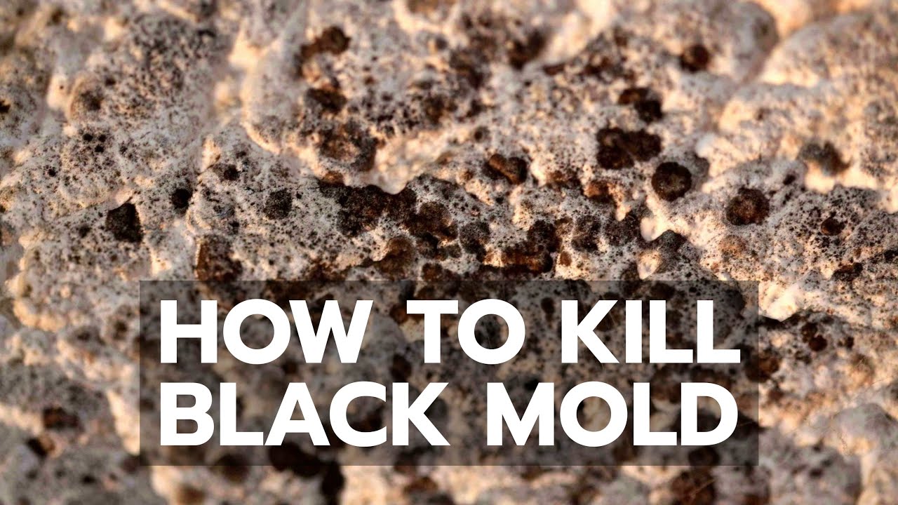 How to Effectively Kill Black Mold and Prevent Its Return in 2025