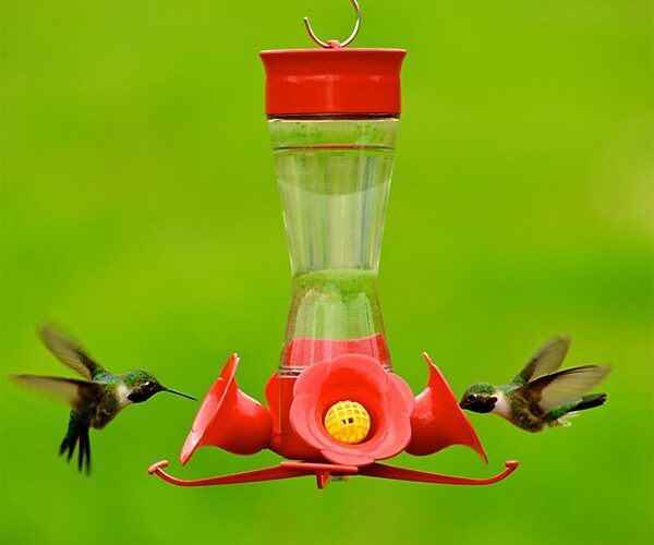 How to Effectively Attract Hummingbirds in Your Garden This Summer