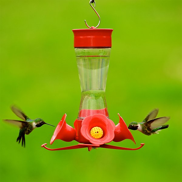 How to Effectively Attract Hummingbirds in Your Garden This Summer