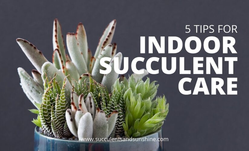 Effective Ways to Care for Succulents: Smart Tips for 2025