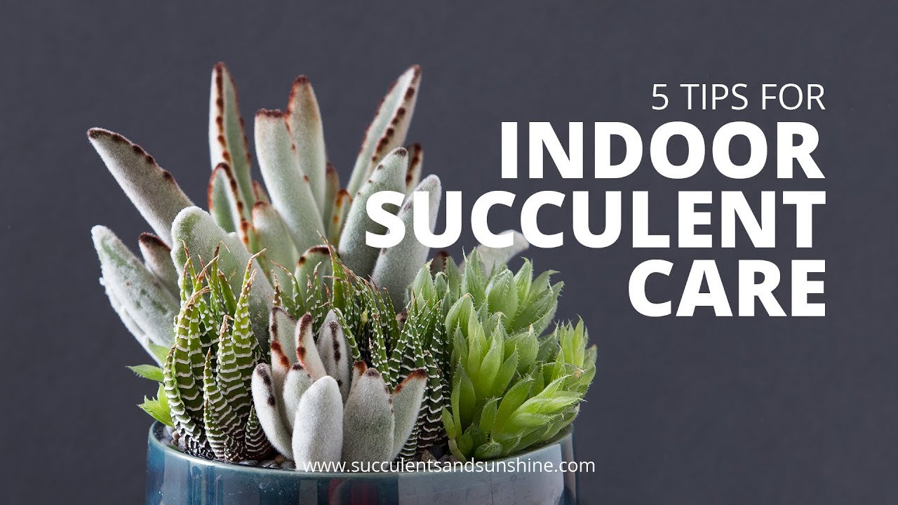 Effective Ways to Care for Succulents: Smart Tips for 2025