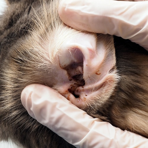 Effective Ways to Check for Ear Mites in Cats in 2025 – Discover Proven Techniques!