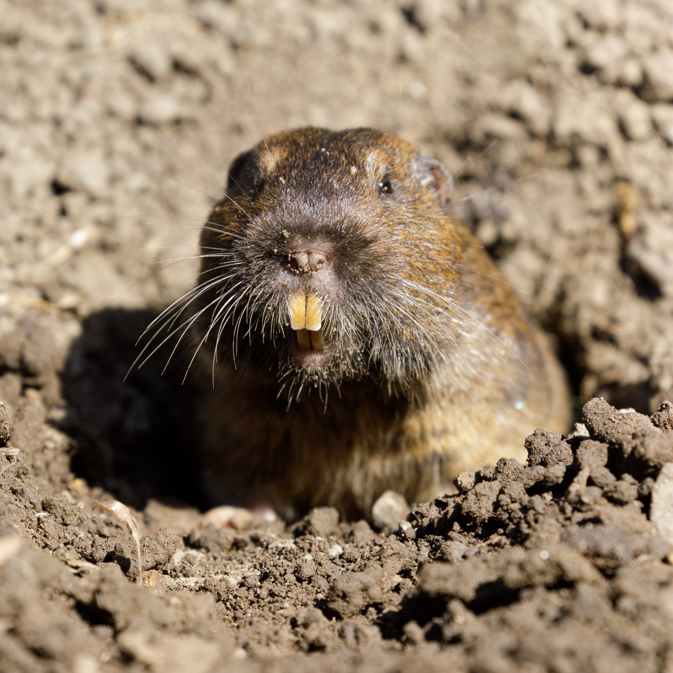 Effective Ways to Get Rid of Gophers Quickly in 2025 – Discover Proven Methods!