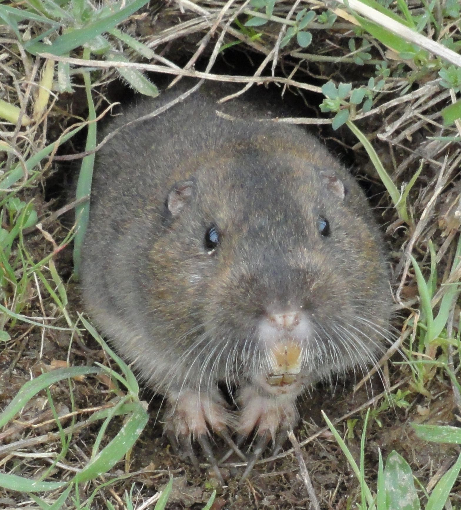 Gopher Control Techniques