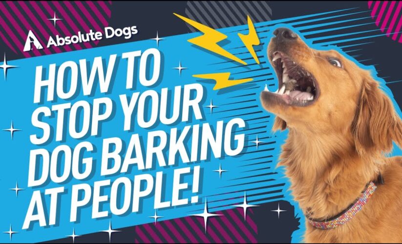 Effective Ways to Stop Dog Barking in 2025: Smart Techniques You Need to Try