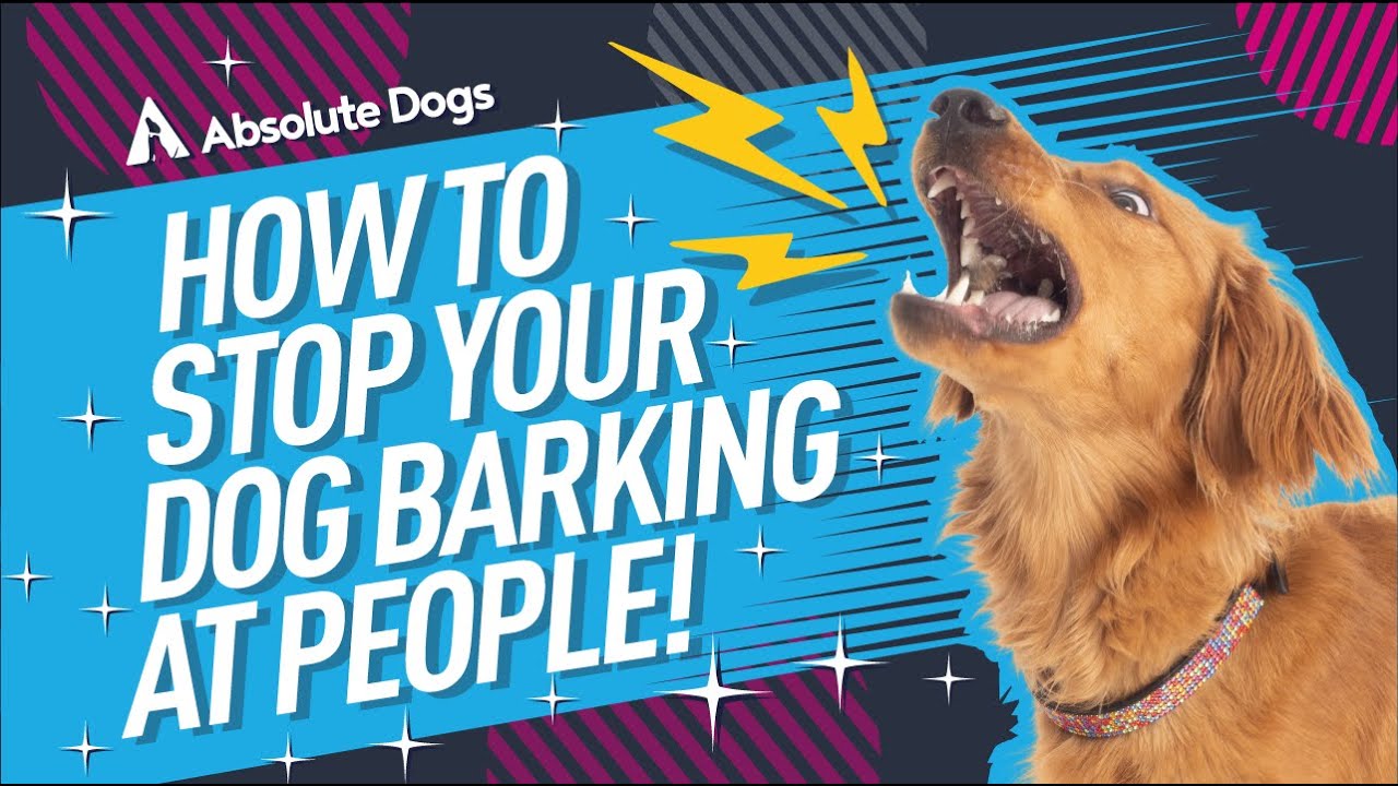 Effective Ways to Stop Dog Barking in 2025: Smart Techniques You Need to Try