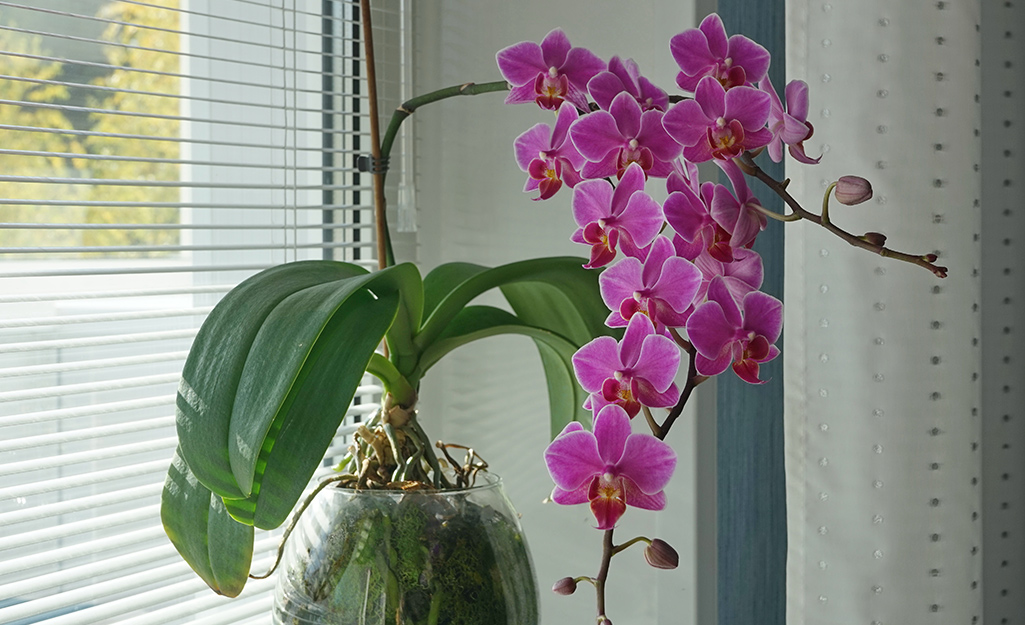 Essential Guide to How to Take Care of Orchids for Improved Growth in 2025