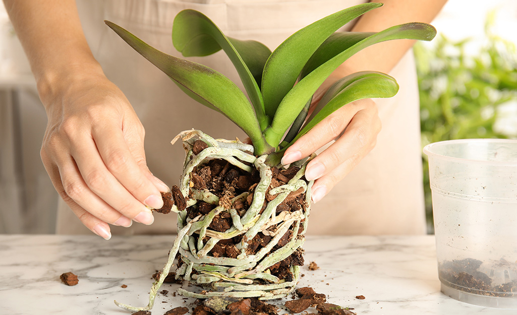 How to Take Care of Orchids