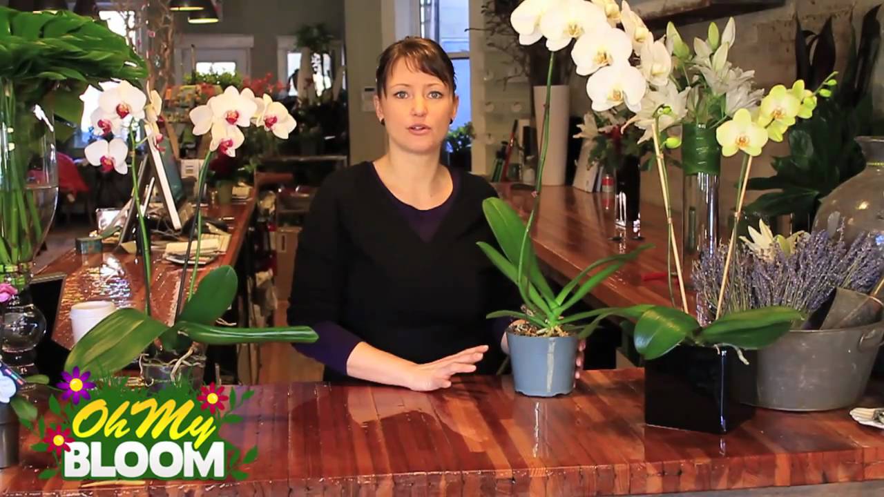 Caring for Orchids