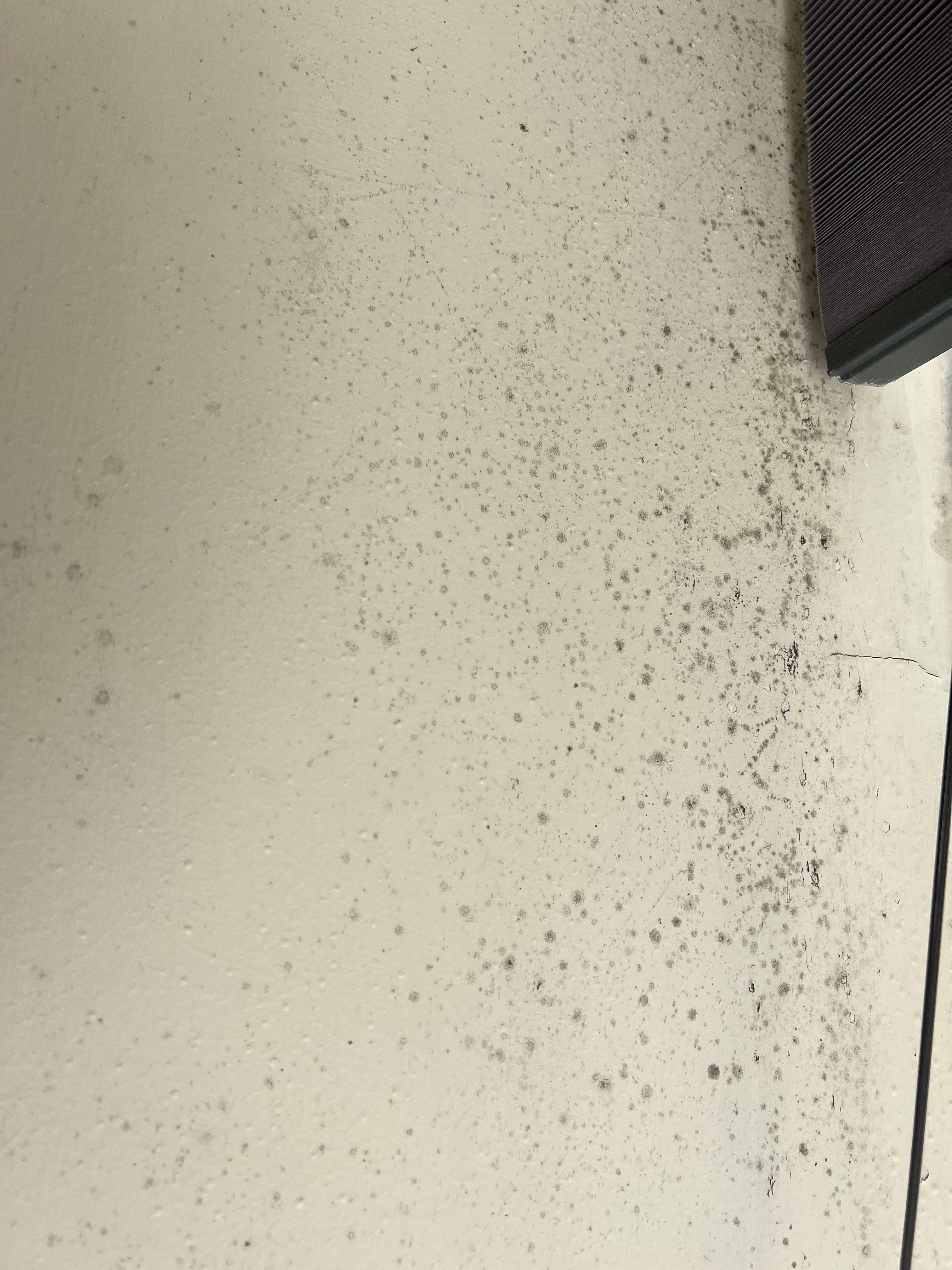 Clean black mold image