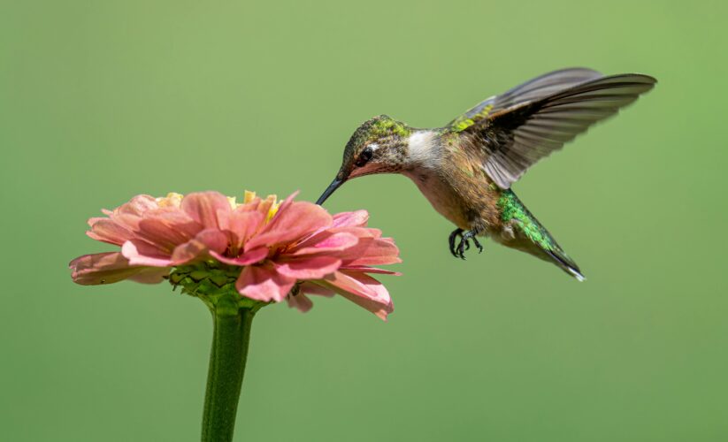 How to Easily Make Hummingbird Nectar for Your Backyard in 2025