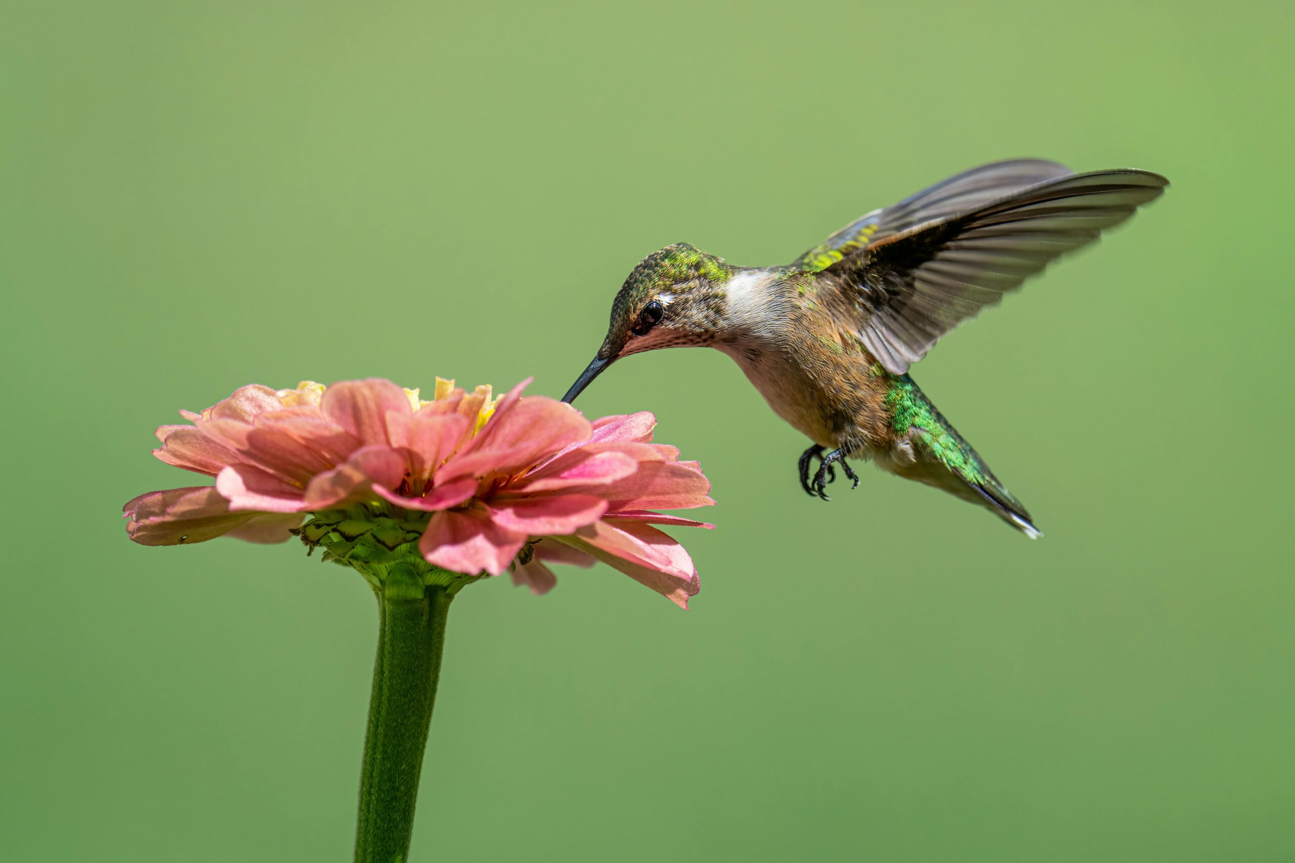 How to Easily Make Hummingbird Nectar for Your Backyard in 2025