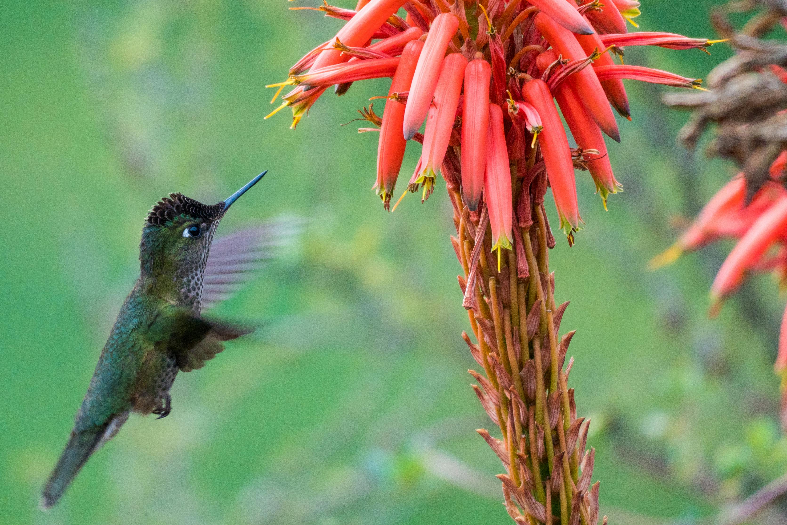 How to Make Hummingbird Nectar