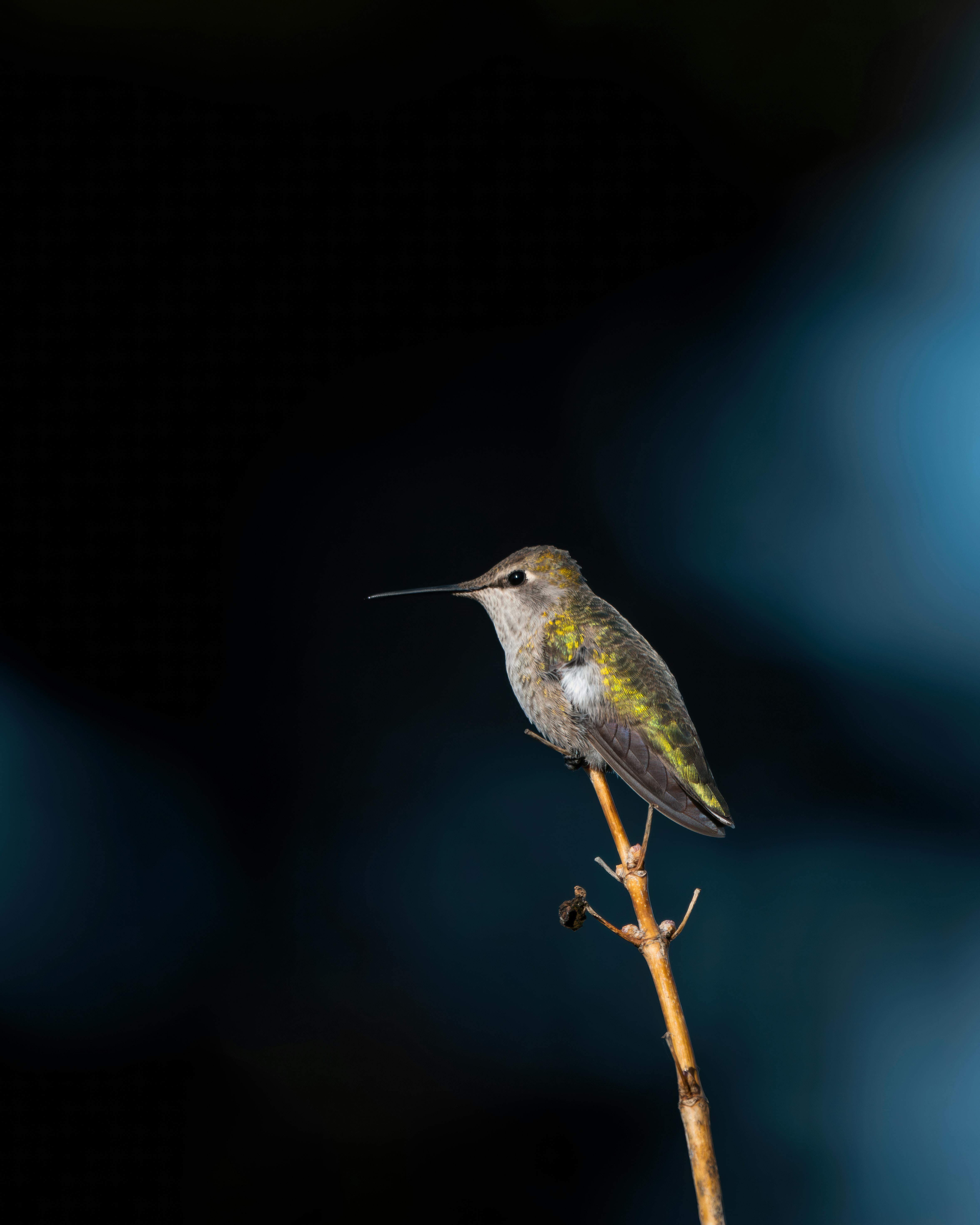 Hummingbird Feeder Maintenance