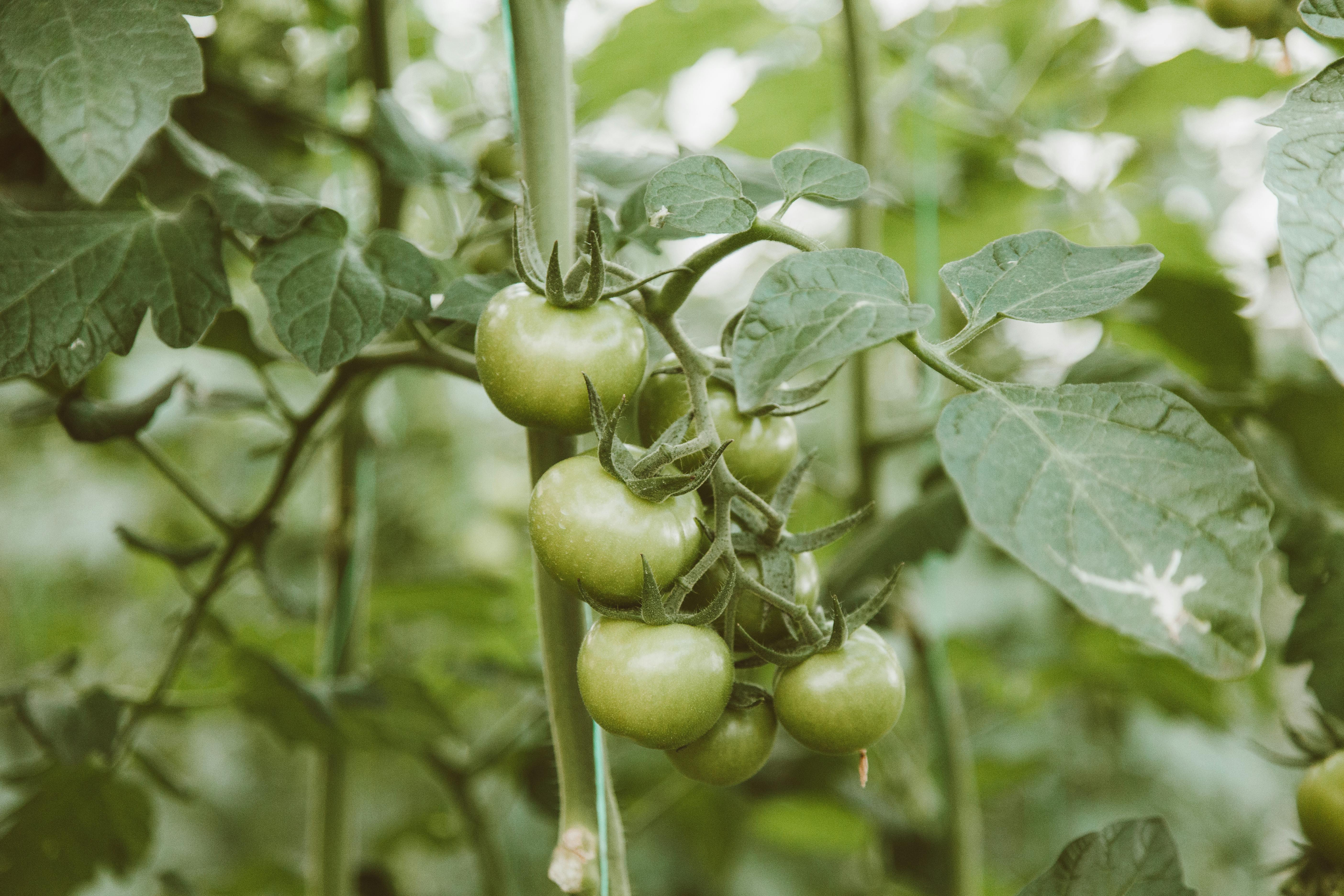 Planting Tomatoes