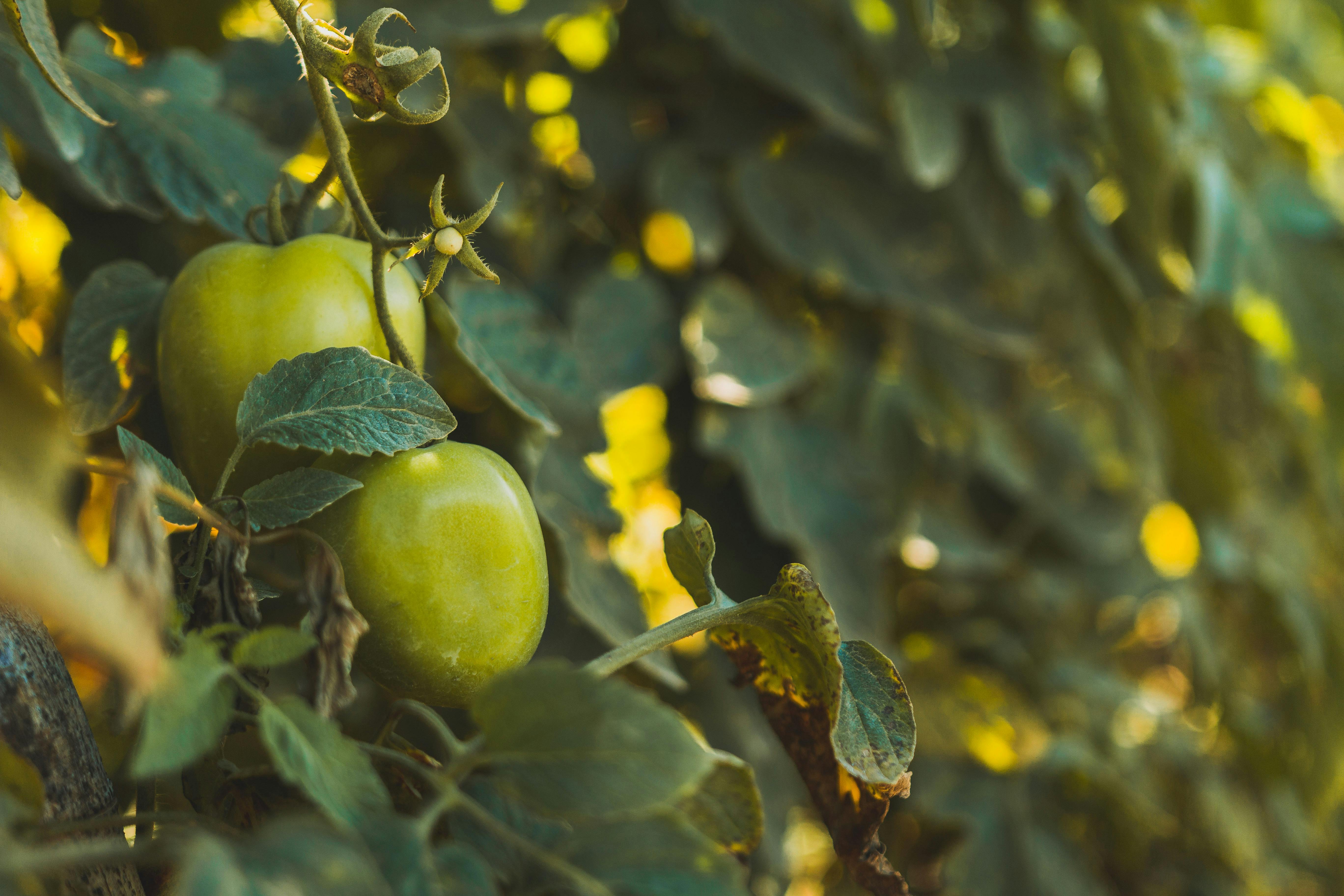 Tomato Plant Care