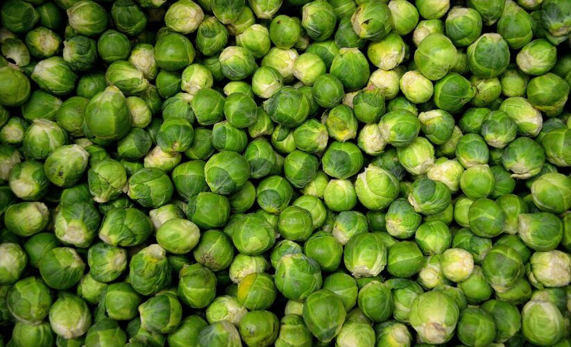 How to Properly Grow Brussels Sprouts for a Bountiful Harvest in 2025