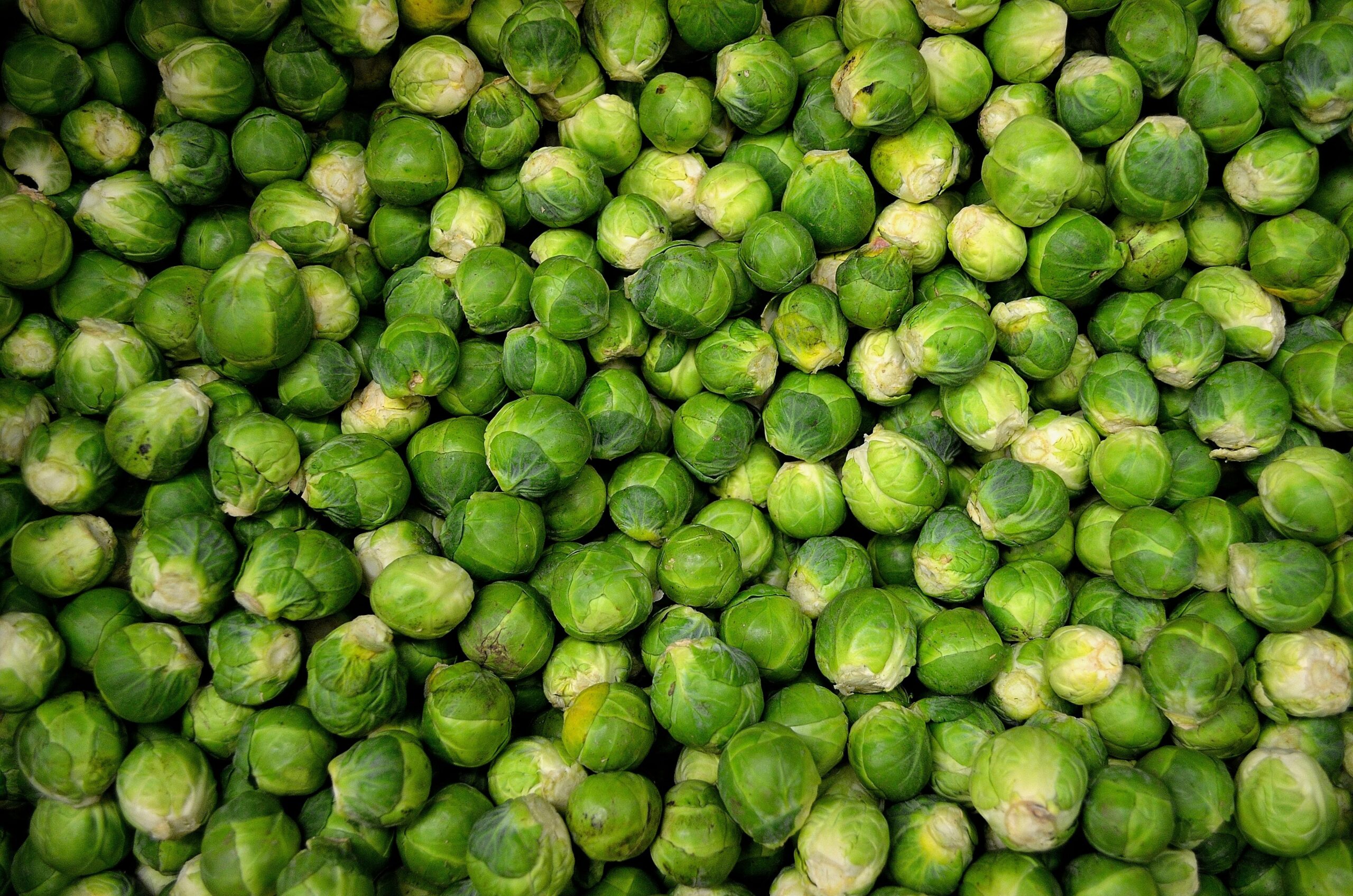 How to Properly Grow Brussels Sprouts for a Bountiful Harvest in 2025