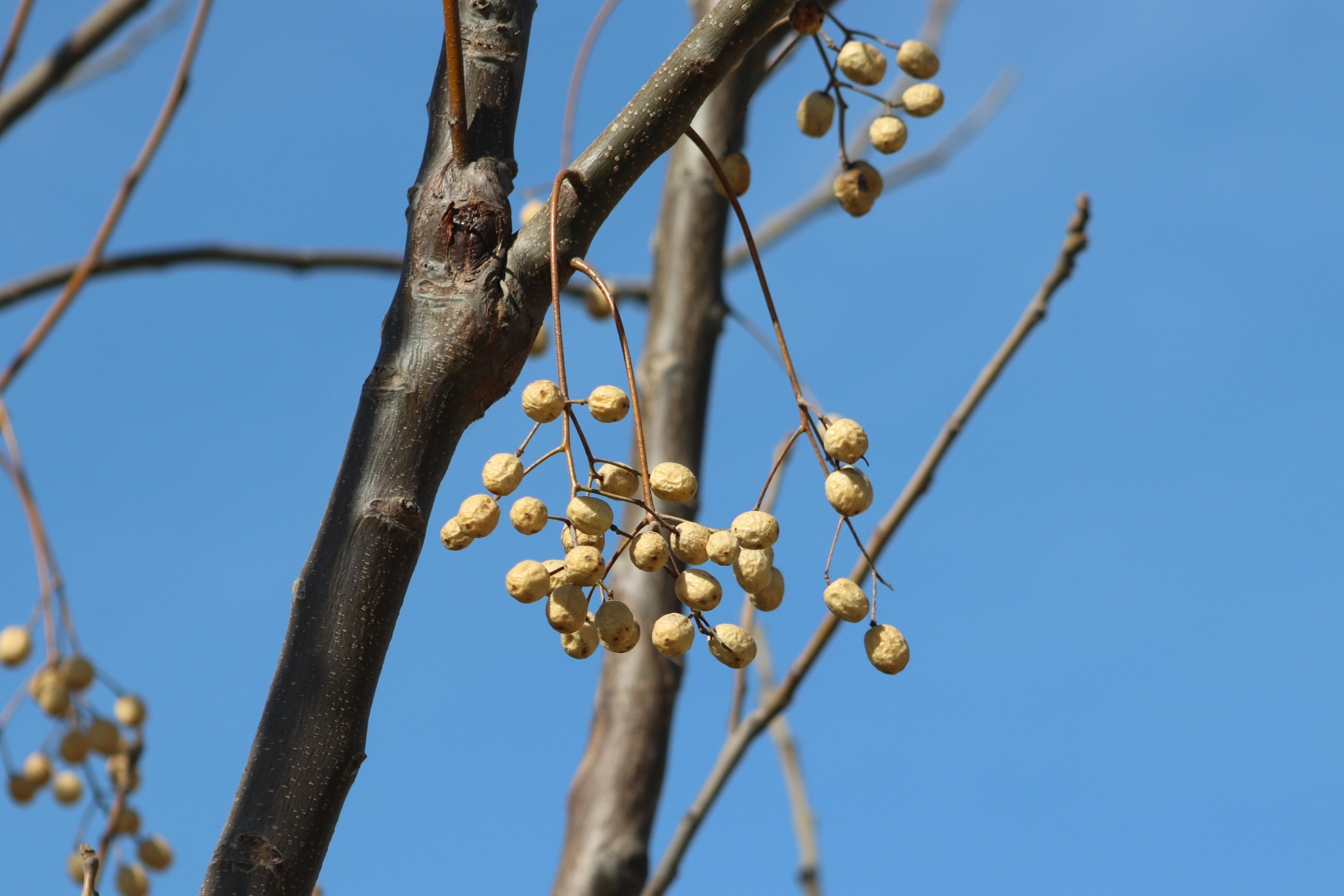 Fruit Fly Traps